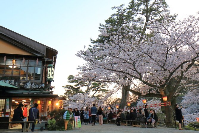 4 Hour Unique Kanazawa Cherry Blossom Sakura Private Experience