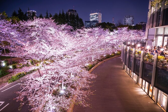 Cherry Blossom Private Tour