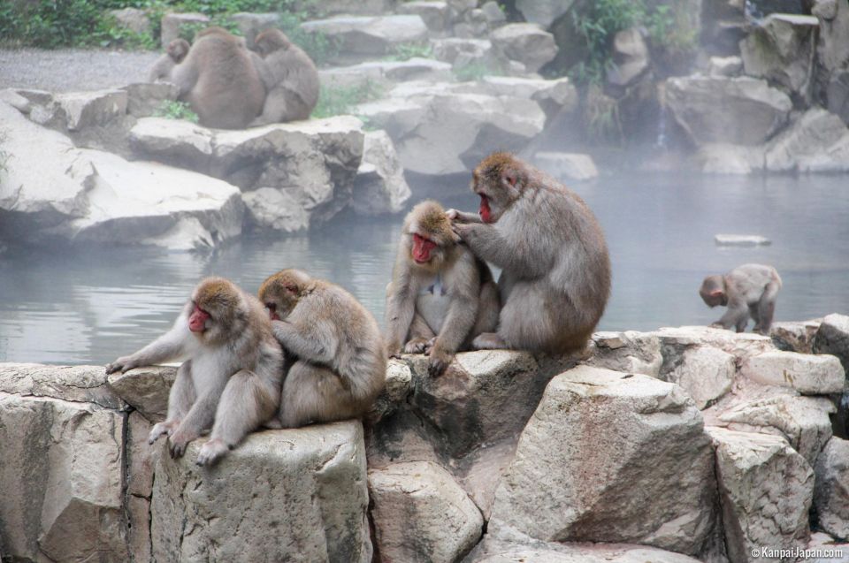 From Tokyo or Nagano: Jigokudani Snow Monkey Park & Zenko-Ji - Tour Details