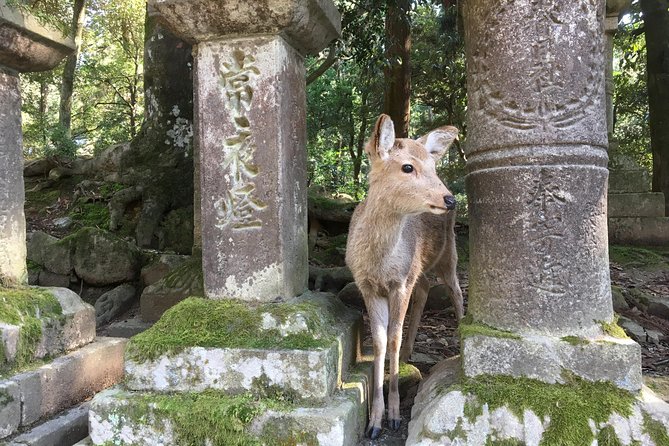 Full-Day Private Guided Tour to Nara Temples