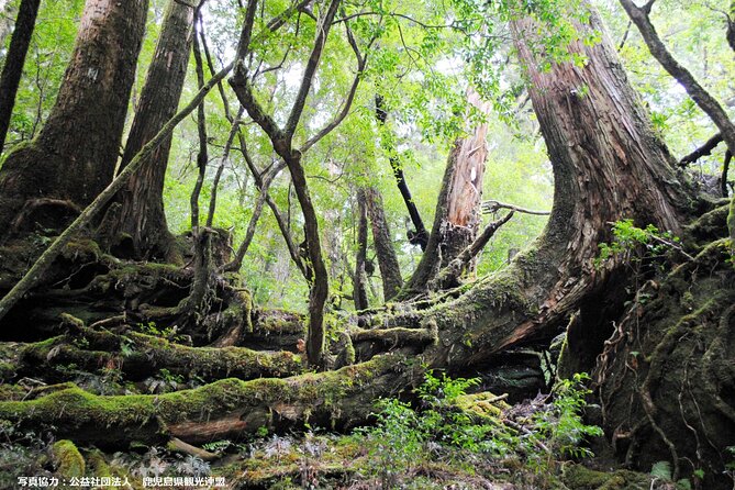 Half Day Walking Tour in Yakusugi Land