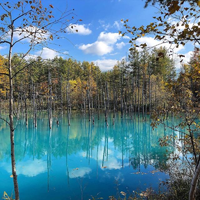 Hokkaido: Biei Blue Pond and Furano Flower Farm Day Trip