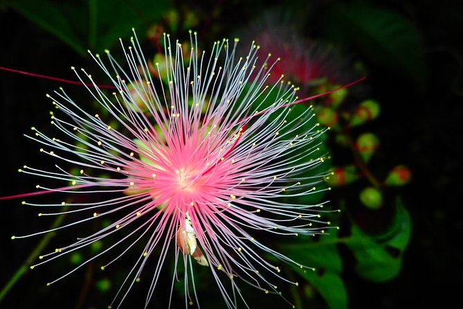 Iriomote Island Sagaribana Viewing Tour (Limited From June to August)