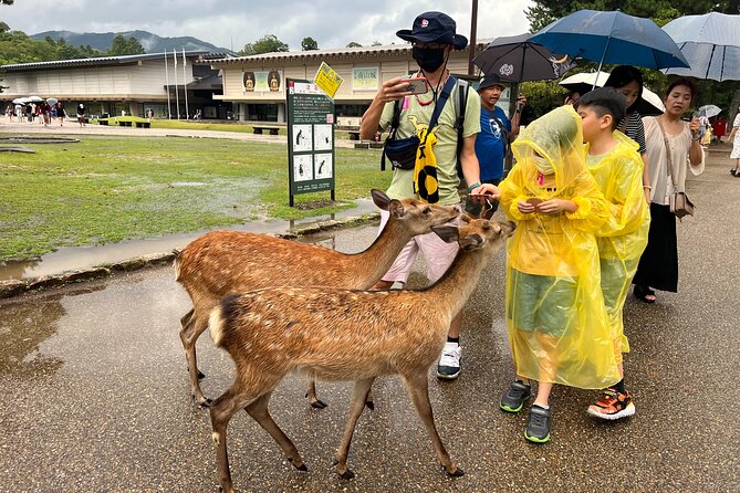 Kyoto and Nara 1 Day Bus Tour