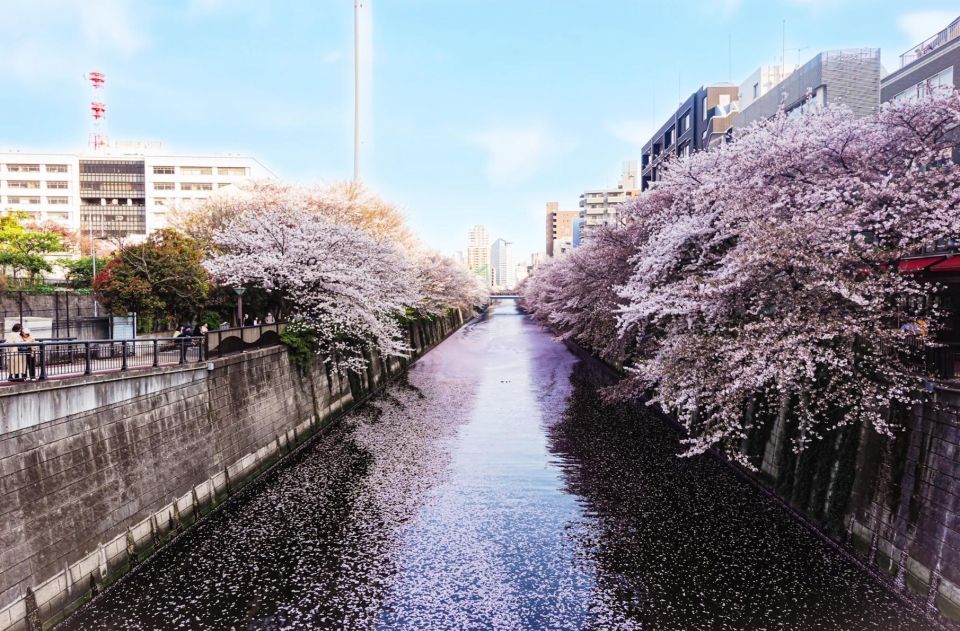 Licensed Guide Tokyo Meguro Cherry Blossom Walking Tour - Tour Details