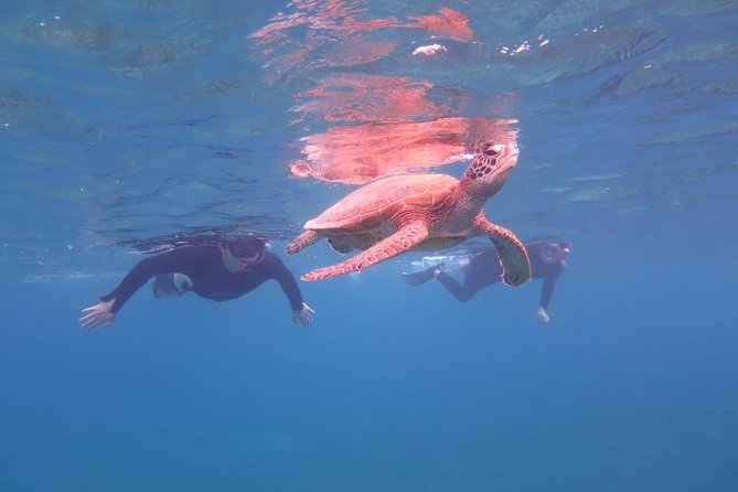 [Miyakojima Snorkel] Private Tour From 2 People Go to Meet Cute Sea Turtle