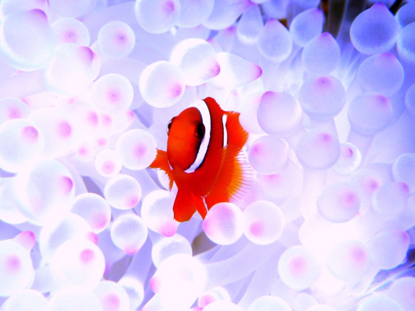 Naha: Kerama Islands 1-Day Snorkeling Tour - Tour Details