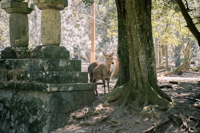 Nara Custom Full Day Tour - Tour Pricing and Booking Details