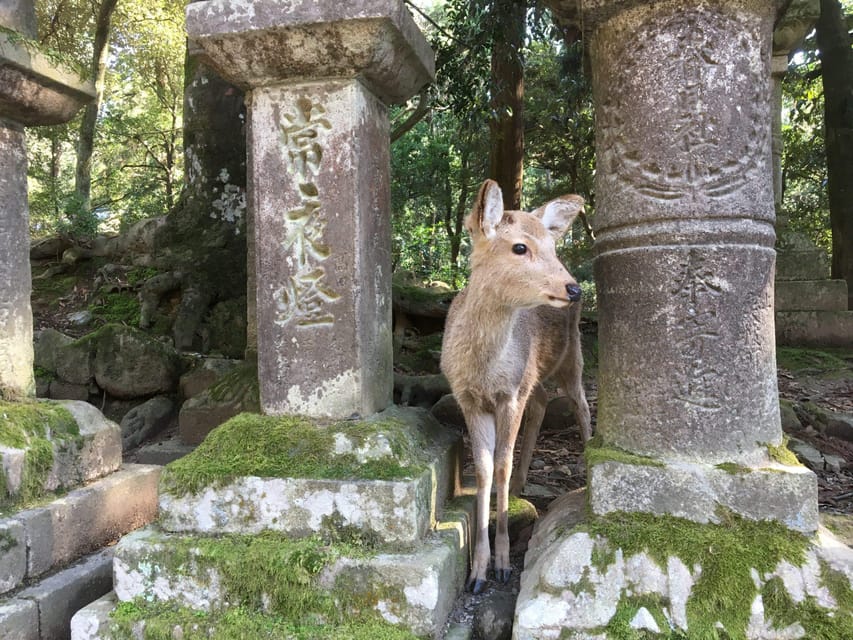 Nara: Half-Day Private Guided Tour - Tour Details