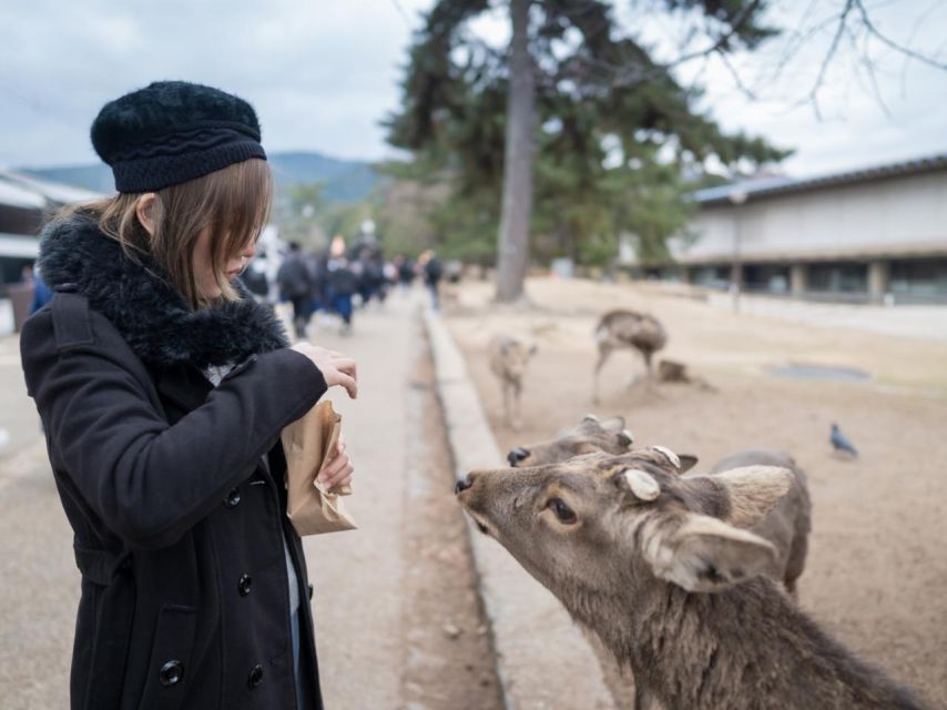 Nara's Historical Wonders: A Journey Through Time and Nature - Tour Details