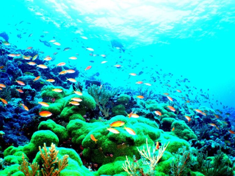 National Park Kerama Islands 2 Boat Fan Diving (With Rental)