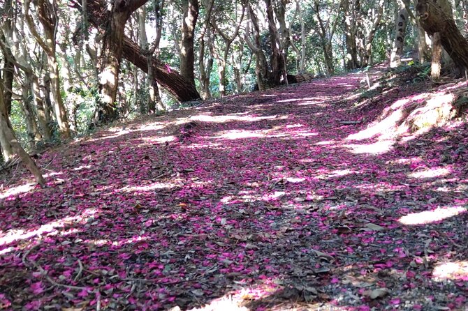 Nature Observation, Tumulus, Arts, Kobo Trails Tour of Sakushima