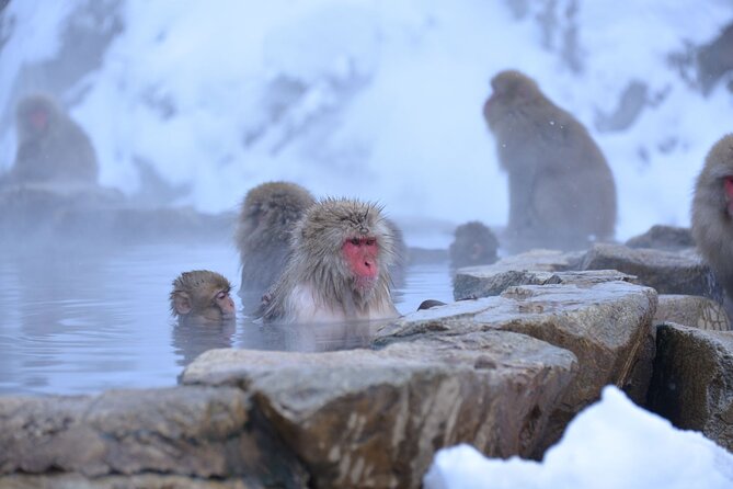 One Way Private Shuttle to Nagano Ski Centers