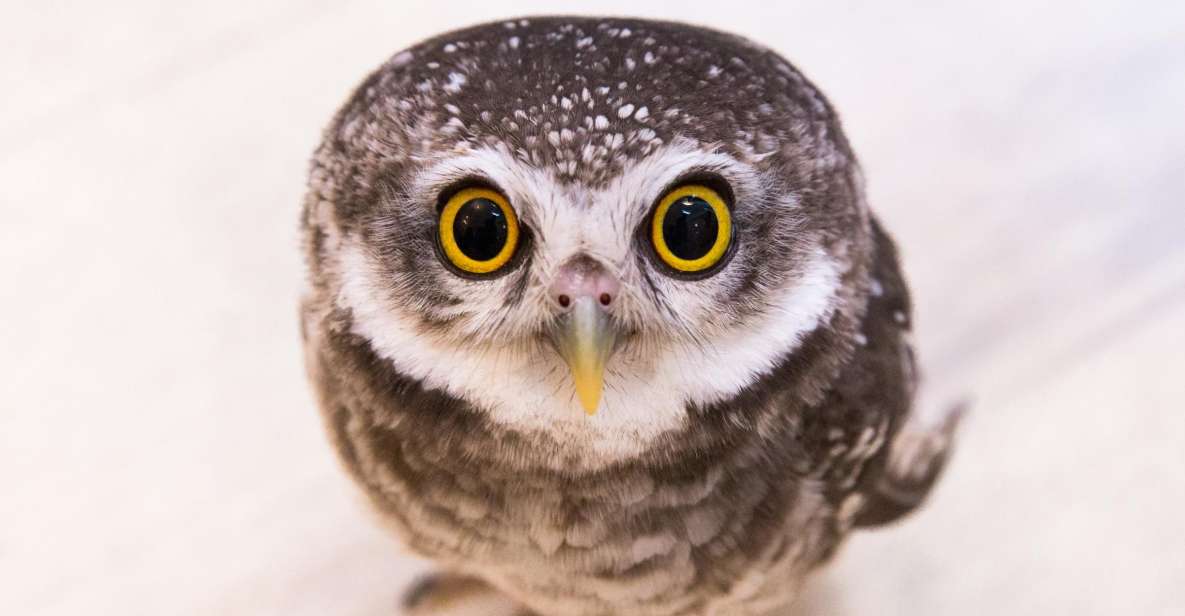 Owl Cafe Tokyo Akiba Fukurou - Experience Real Owl Interaction