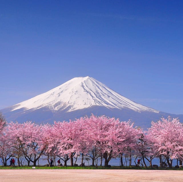 Private Day Trip to Mt. Fuji & Hakone Cherry Blossoms - Booking Information