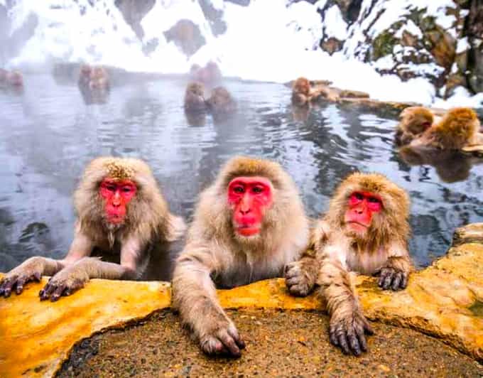 Private Snow Monkeys Zenkoji Temple Sightseeing Day Trip - Tour Details