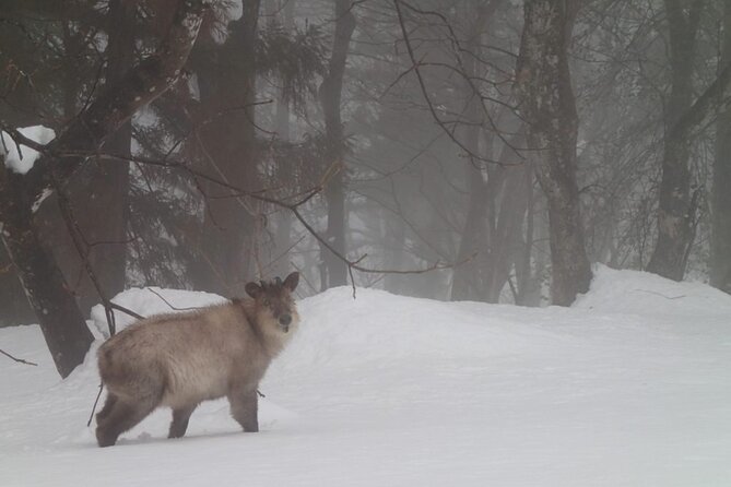 Private Snowshoeing Tour in Hida