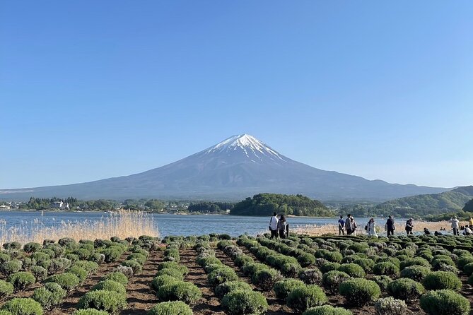 Private Tour in Mt Fuji and Hakone With English Speaking Driver