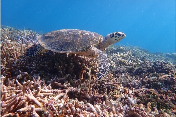 Snorkeling Tour at Coral Island in Iriomote, Okinawa