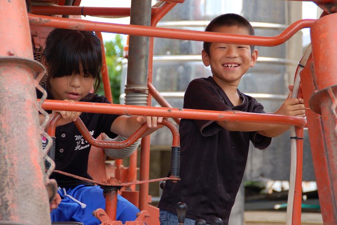 Sugarcane Cutting Experience With Okinawas Grandfather