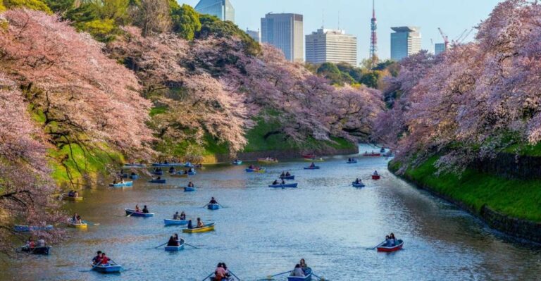 Tokyo: Private Cherry Blossom Experience