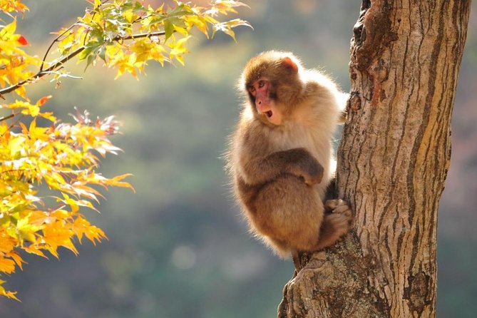 2-Day Snow Monkey Tour: Nagano to Takayama via Matsumoto - Snow Monkey Park Details