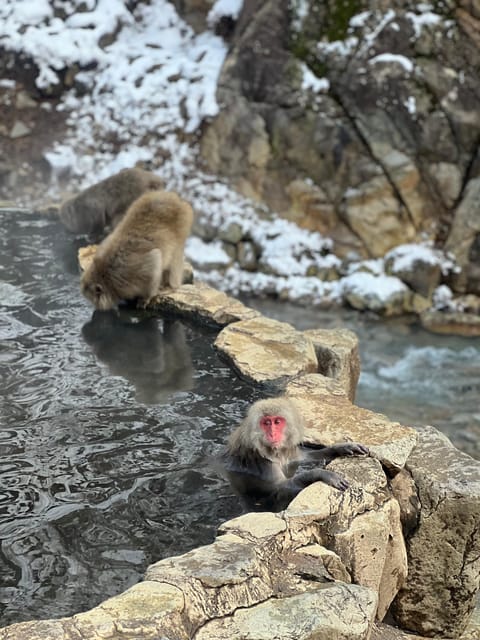 A Memorabele Snow Monkey Park and Zenkoji Temple Tour - Highlights