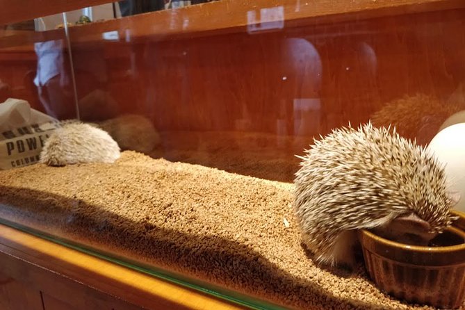Admission to Hedgehog Cafe in Harajuku - Booking Confirmation and Details