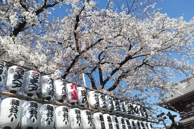 Cherry Blossom Highlights, Asakusa, Ueno & Meiji Shrine - Asakusa Cultural Highlights