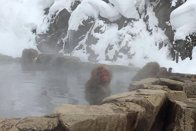 Explore Jigokudani Snow Monkey Park With a Knowledgeable Local Guide - Tour Details
