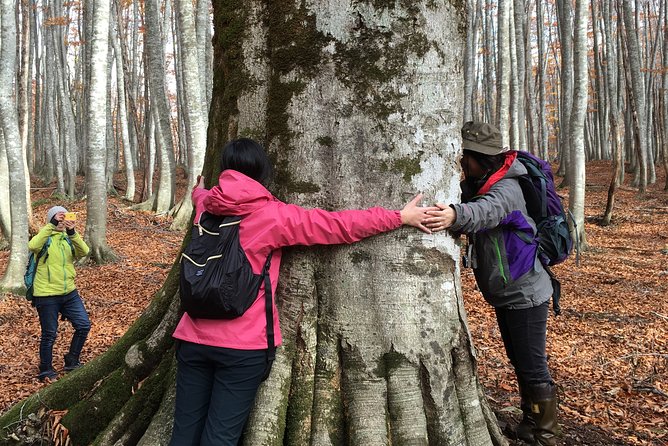 Forest Healing Around the Giant Beech and Katsura Trees - Participant Requirements