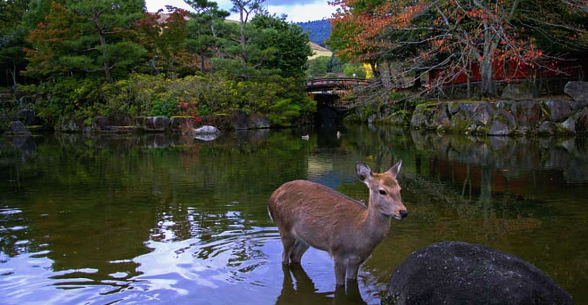 From Osaka: 10-hour Private Custom Tour to Nara - Activities