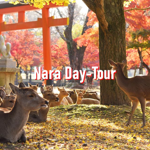 From Osaka: 10-hour Private Customized Tour to Nara - Tour Experience