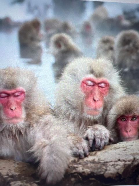 From Tokyo or Nagano: Jigokudani Snow Monkey Park & Zenko-Ji - Inclusions