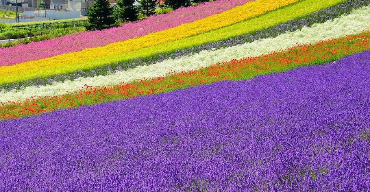 Hokkaido: Biei Blue Pond and Furano Flower Farm Day Trip - Itinerary Highlights
