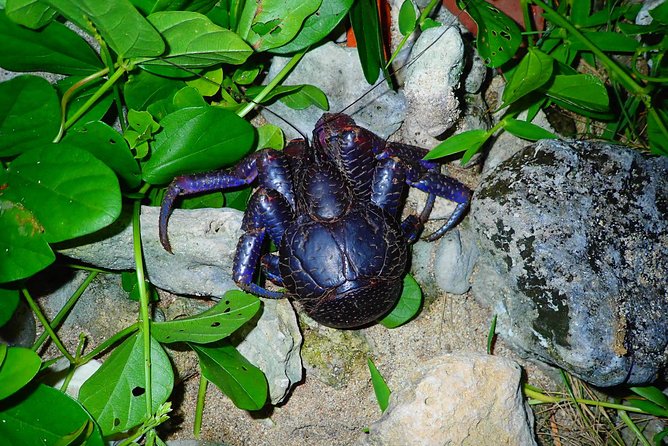 Ishigaki Night Jungle Tour - Cancellation Policy and Weather