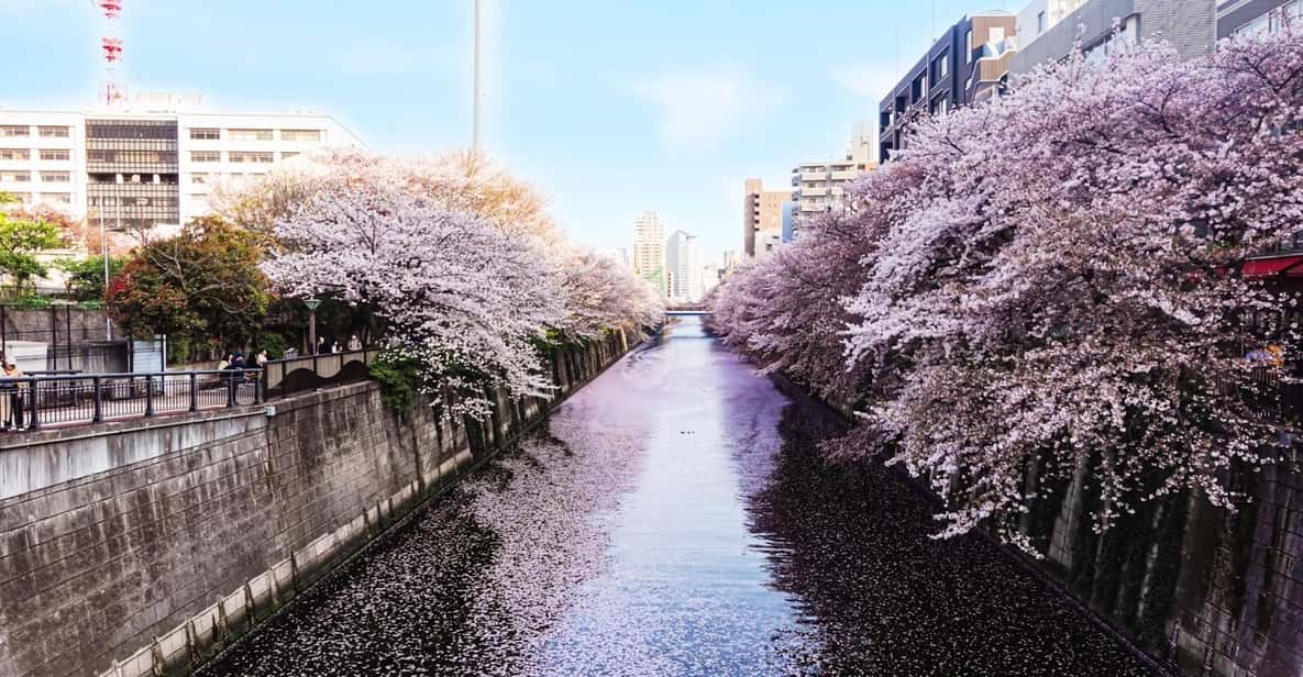 Licensed Guide Tokyo Meguro Cherry Blossom Walking Tour - Highlights
