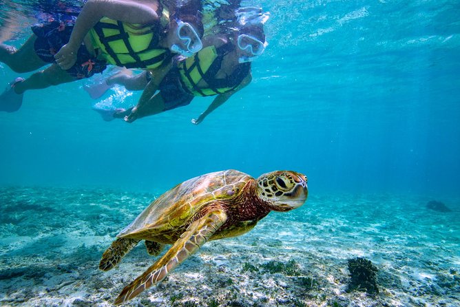 Miyakojima / Snorkel Tour to Swim With Sea Turtles - Meeting and Pickup Information
