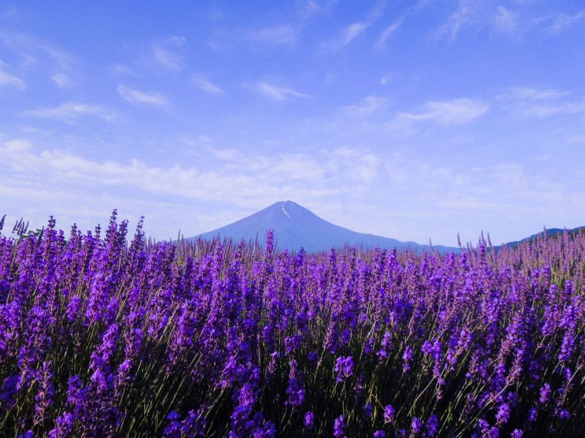 Mt. Fuji, Panoramic Ropeway & Seasonal Fruits Picking - Itinerary