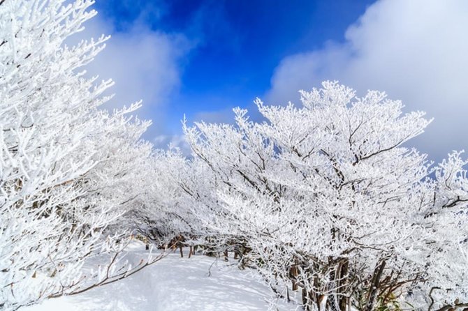 Mt. Gozaisho Ropeway,Nabana No Sato for Illumination and Begonia Garden! - Begonia Garden Highlights