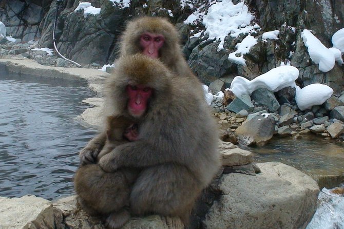 Nagano Guided Ski Trip, With Snow Monkeys Visit 2024 - Guest Expectations and Additional Information