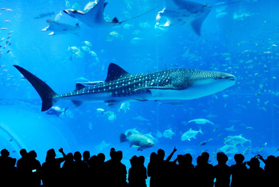 Naha: North Okinawa Sightseeing Tour & Churaumi Aquarium - Itinerary Highlights