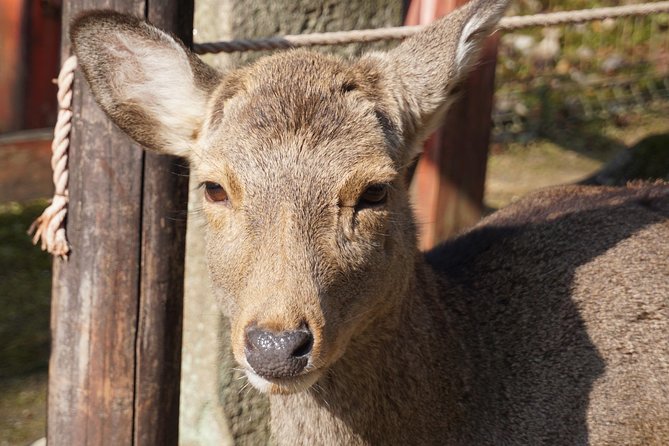 Nara Todaiji Lazy Bird Tour - Reviews Overview