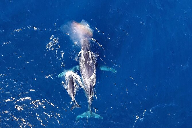 Okinawa Whale Watching From Naha - Start Time Information