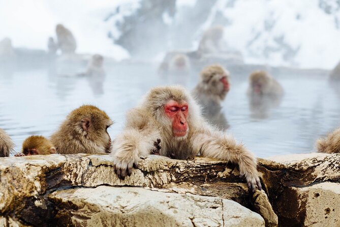 Private Roundtrip Transport: To/From Snow Monkey Park - Reviews
