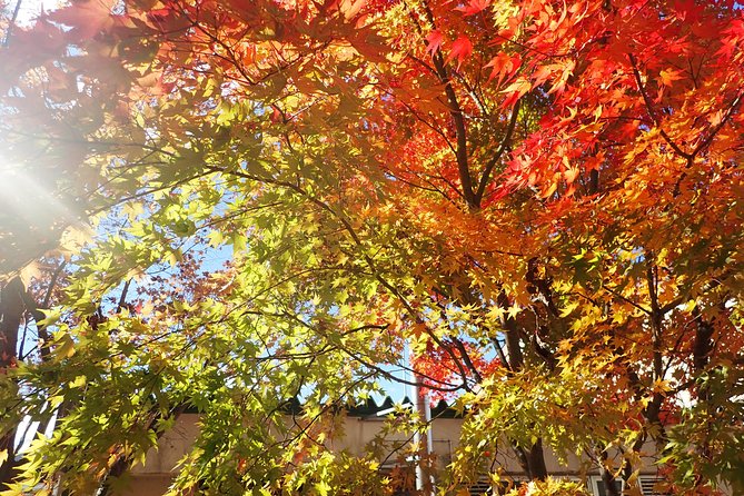 Short Morning Cycling Tour in Hida - What To Expect