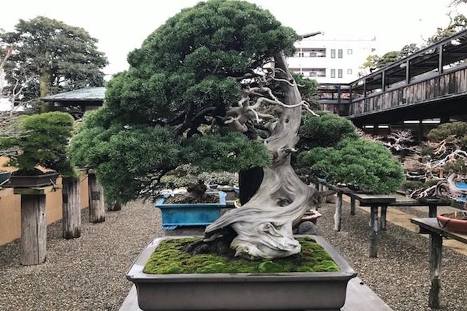 Small-Group 2-Hour Bonsai-Making Lesson in Tokyo (Mar ) - Experience Information