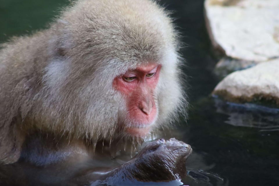 Snow Monkey & ZinkoJi With Sake Tasting Private Tour - Tour Highlights