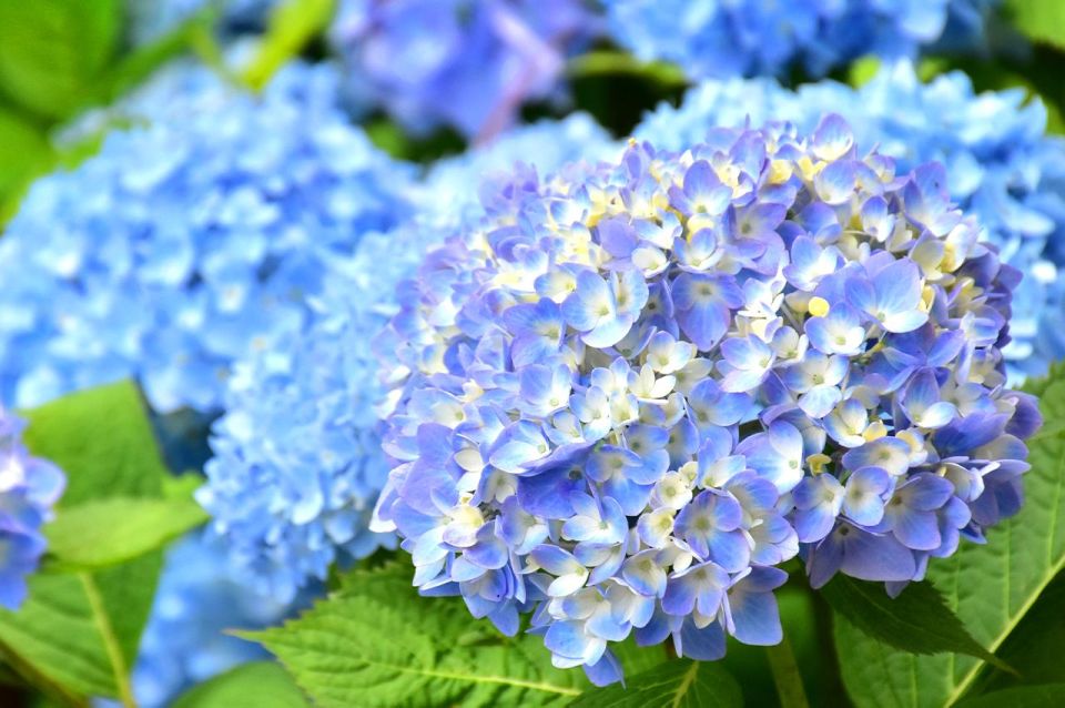 Tokyo: Izu Hydrangea Ocean, Jogasaki Beach & Hot Spring Day - Itinerary Highlights