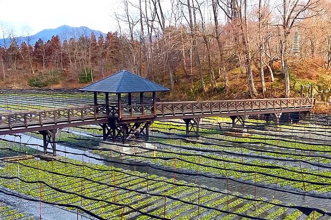 Wasabi Farm Discovery Walking Tour - Meeting and Pickup Details